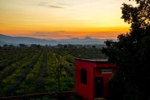 Tequila Sunset|