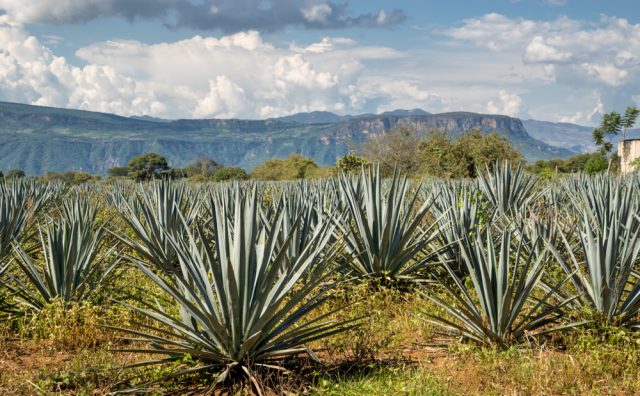 wo kann ich eine aloe vera pflanze kaufen Aloe Vera – Echte Heilpflanze im Topf bestellen main image 0