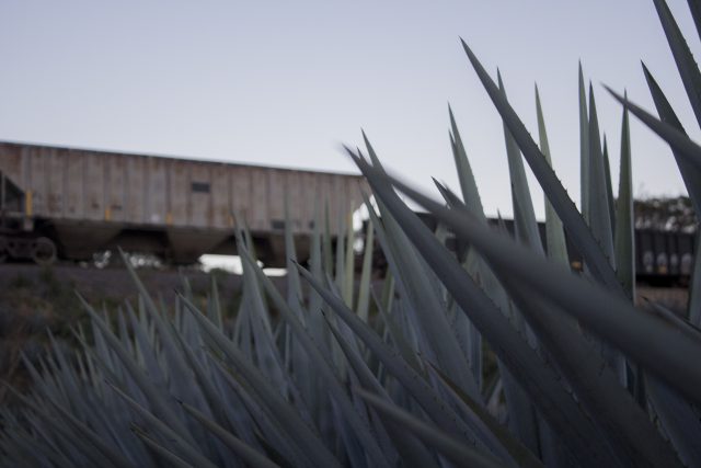 Mezcal and Tequila - Agave