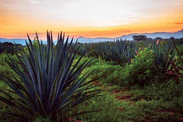 Mezcal and Tequila Introduction