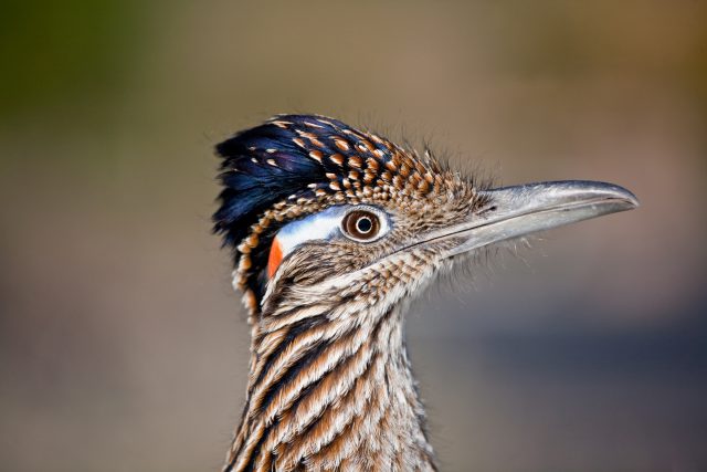 The Greater Roadrunner Cocktail