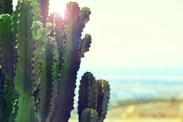 cactus in the sun photo by jo jo on unsplash