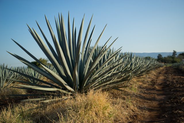 Agave isn't cactus